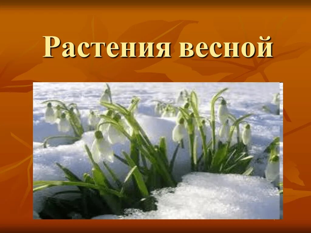 Весенние изменения растений. Растения весной презентация. Изменения растений весной. Весенние изменения в жизни растений. Весенние явления 2 класс