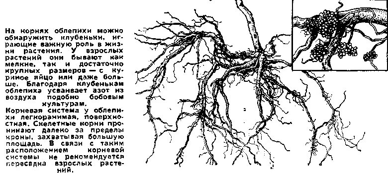 Корневая система черемухи