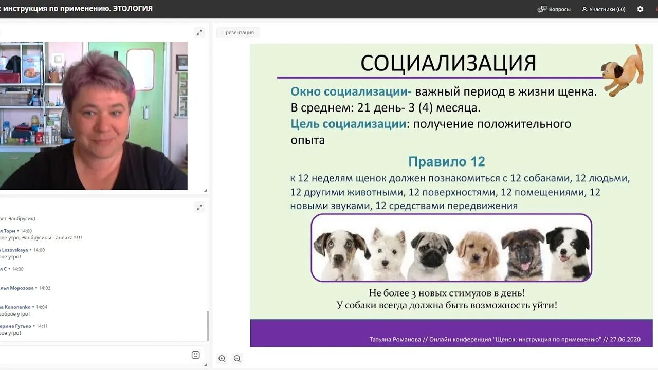 Щенок играется. Объявление о пристройстве щенков. Собака играется. Социализация щенка. Адаптация щенка.