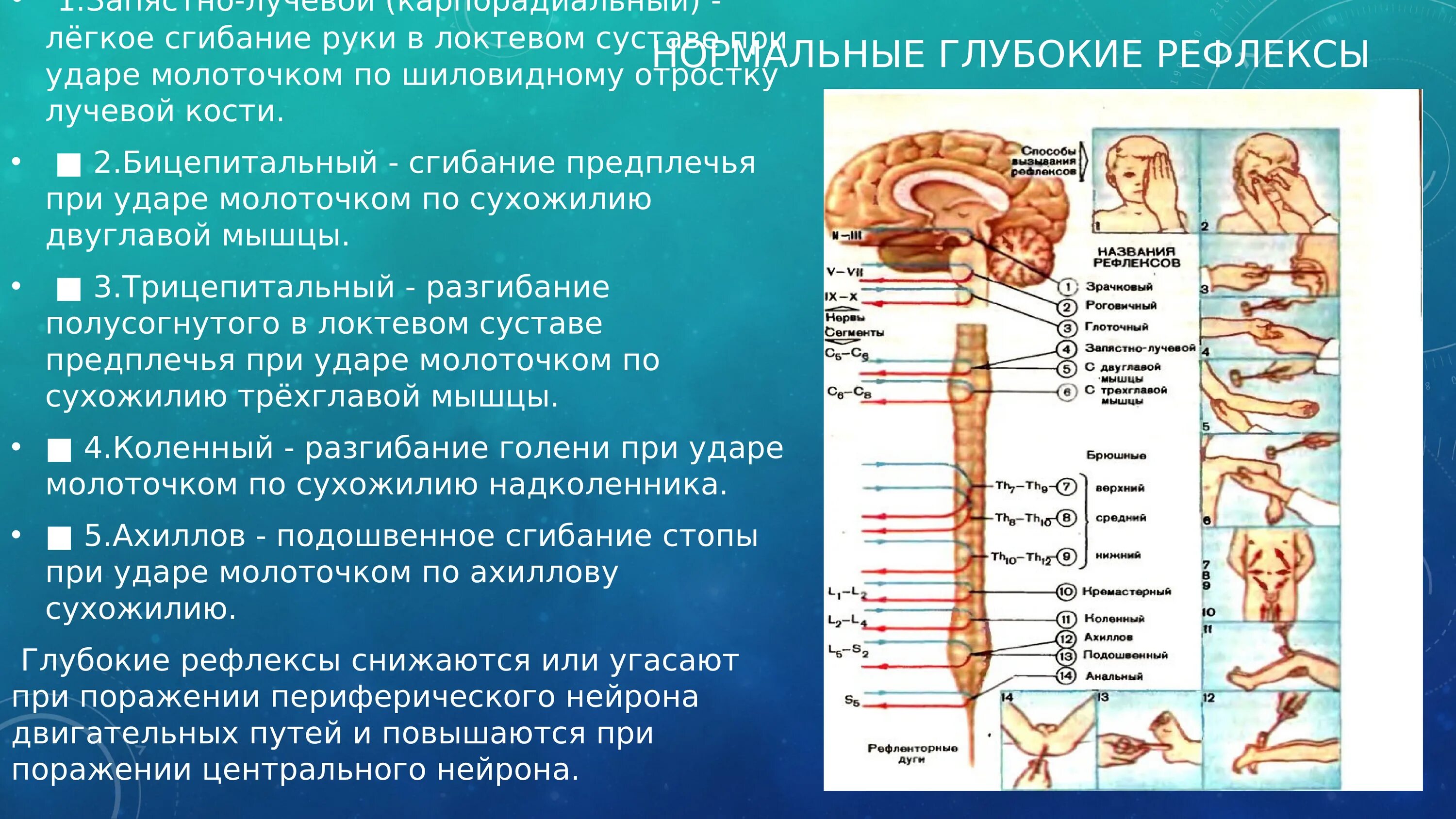 Поражение двигательного нерва. Сухожильные и периостальные рефлексы. Исследование глубокий рефлекосов. Глубокие рефлексы. Глубокие и поверхностные рефлексы.