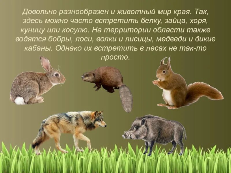 Какие отношения складываются между зайцем и белкой. Разнообразие природы Ленинградской области. Белка и заяц. Маша и медведь белка и заяц. Белка и заяц различия.