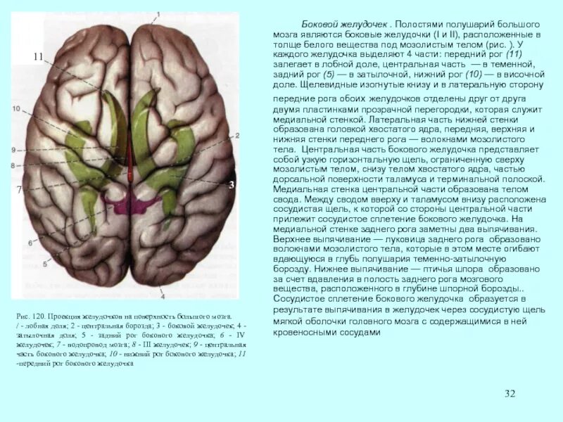 Стенки боковых желудочков головного мозга. Рога бокового желудочка большого мозга. Стенки переднего рога бокового желудочка. Нижний Рог бокового желудочка мозга.