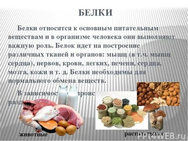 Что относится к питательным веществам