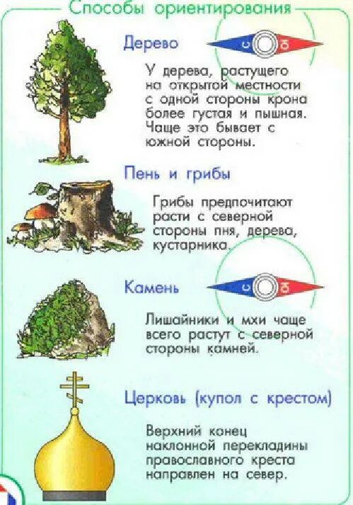 Как в лесу определить где. Способы ориентирования по местным признакам. способы ориентирования в лесу. методы определения сторон света без компаса. 4 способа ориентирования без компаса.
