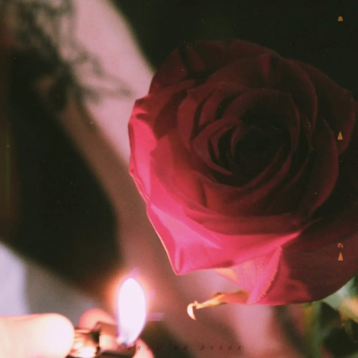 Умирающие розы песня. Слушать-музыку-умирают розы. Видео песню помирают розы.