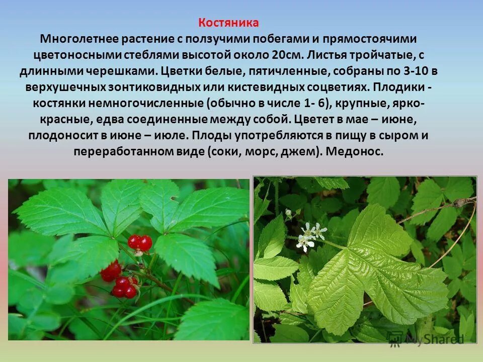 Доклад про лесные растения 2 класс. Описание лесных растений. Хохлатка янхусуо. Земляника лечебное растение. Описание лесных растений.