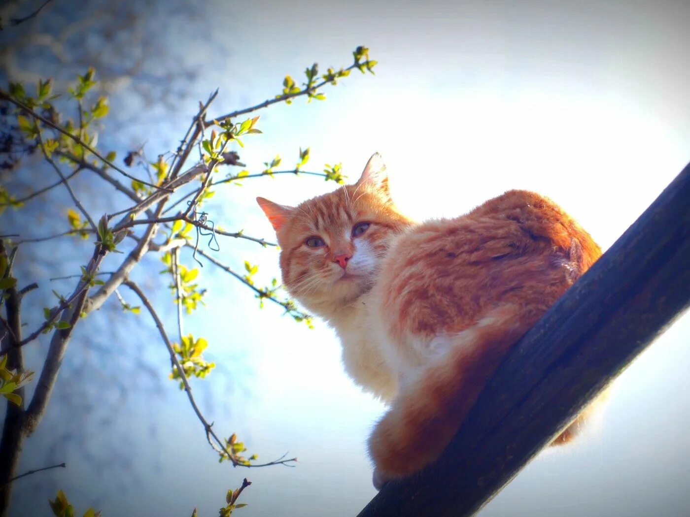 Доброе весеннее утро с котиками картинки. Рыжий кот. Кот на солнышке.