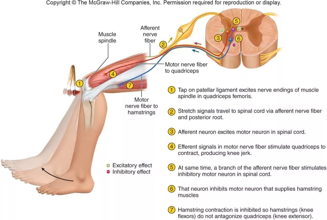 Spinal Reflex Arc. Reflex Arc Physiology. Reflex Arch. Knee Reflex.