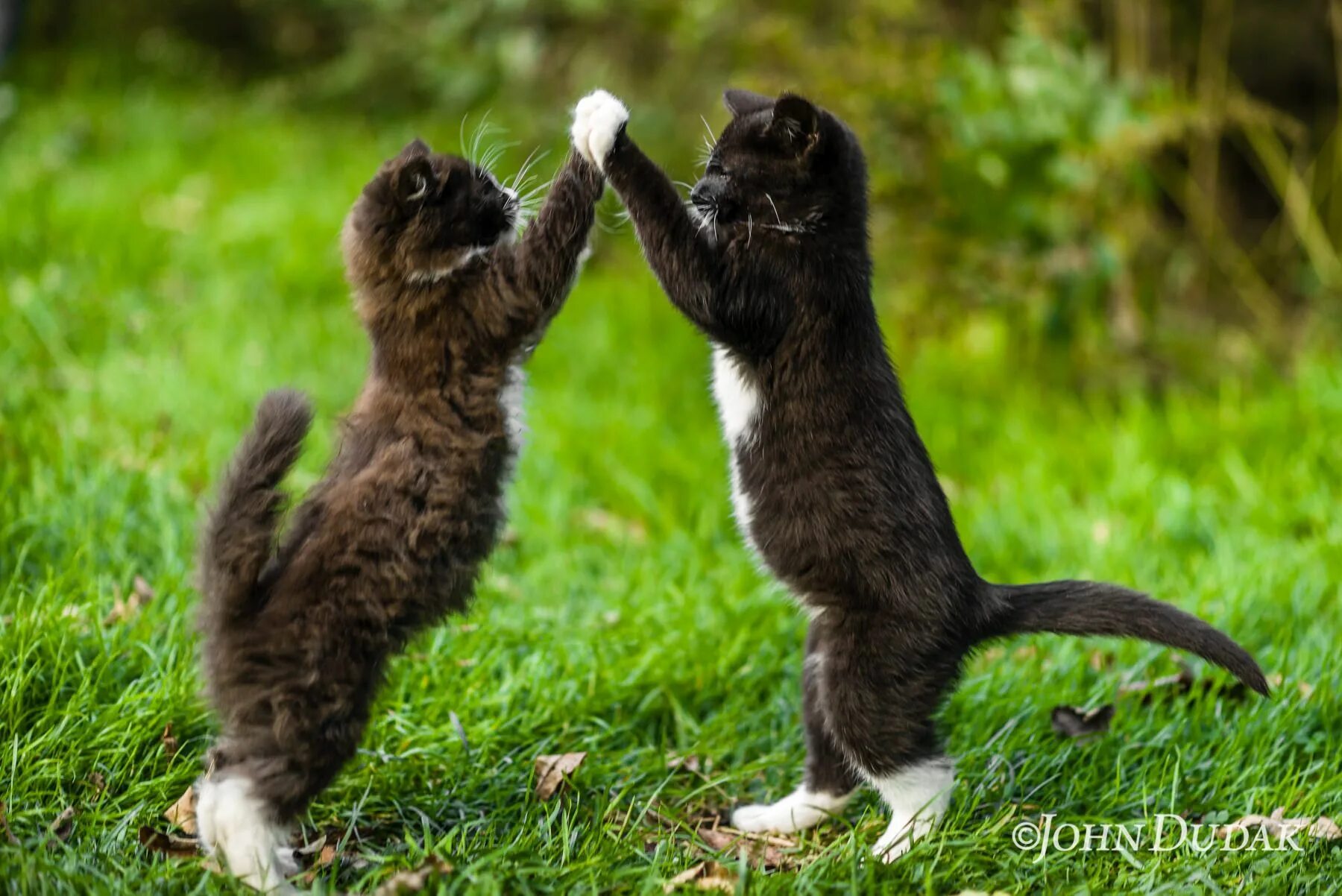 Где котики танцуют. Котенок танцует. Танцующие коты. Котики пляшут. Два кота танцуют.