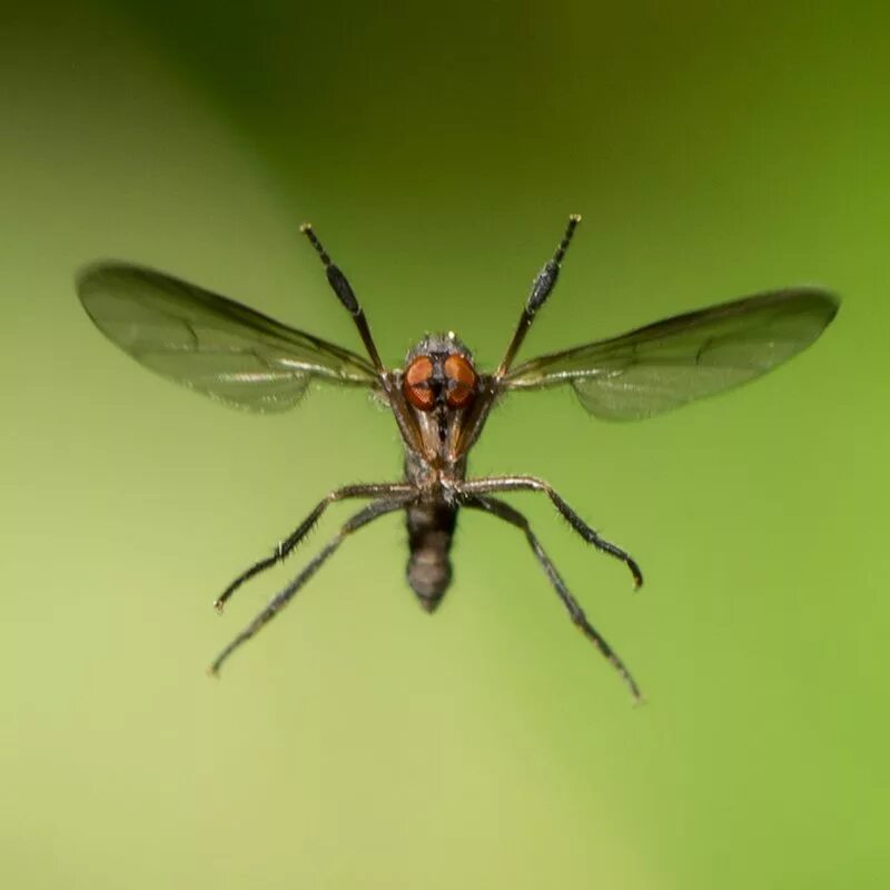 Ловит летающих насекомых. Летающие насекомые. Насекомые Грузии. Насекомые в полёте. Летающие насекомые с двумя крыльями.