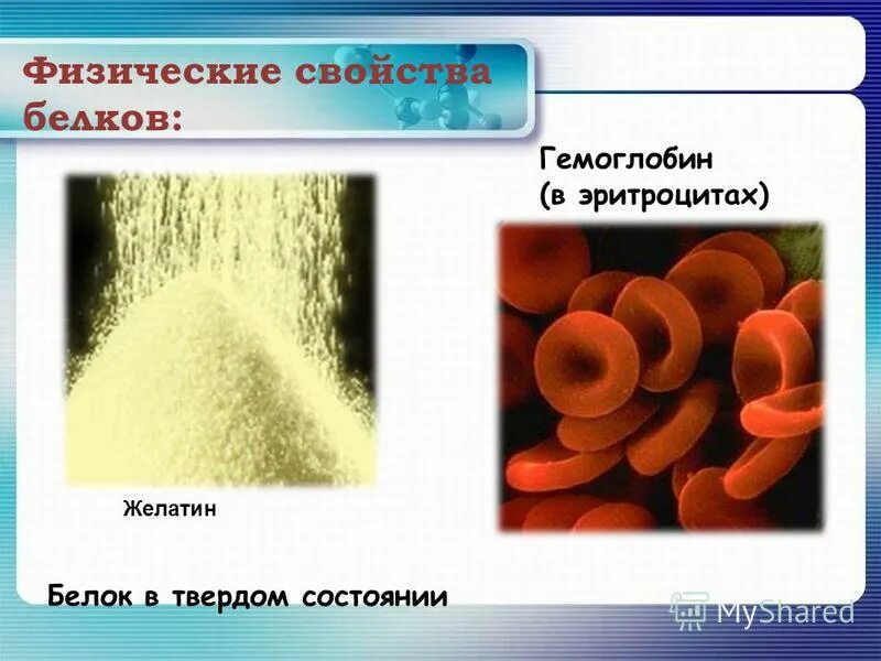 Какие белки в эритроцитах. Какие белки в эритроцитах