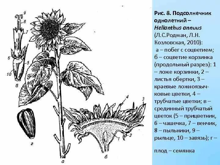 Подсолнечник вид соцветия. Строение соцветия подсолнечника. Подсолнечник однолетний строение цветка. Подсолнечник обыкновенный (Helianthus annuus l.).. Подсолнух строение соцветия.