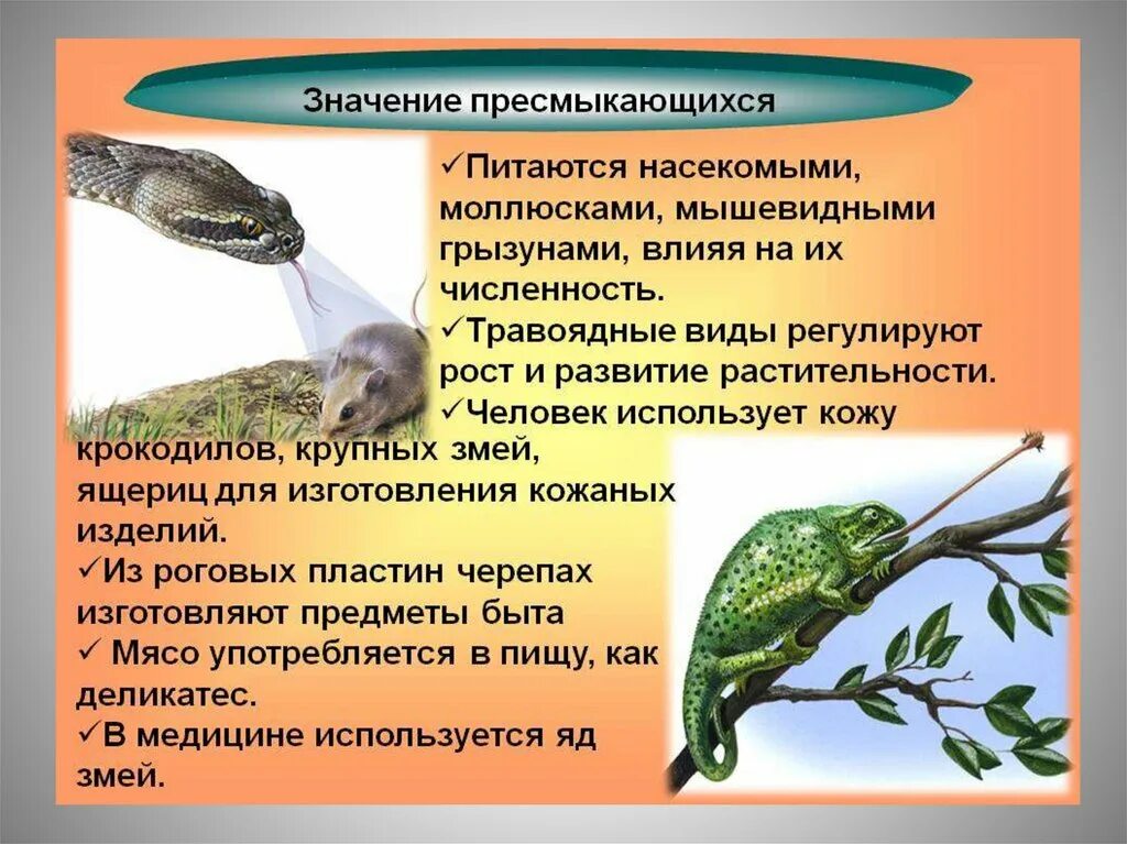 Первый признак пресмыкающихся. Значение присмыкающих. Роль пресмыкающихся. Пресмыкающиеся характеристика. Презентация про пресмыкающихся.