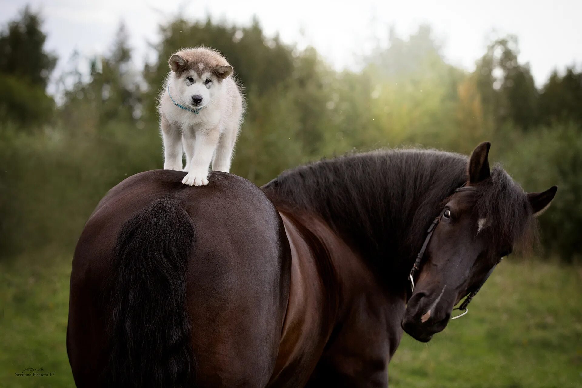 Обои на рабочий стол лошади. Лошади фото красивые. Лошадь и собака. Красивые лошади на рабочий стол.