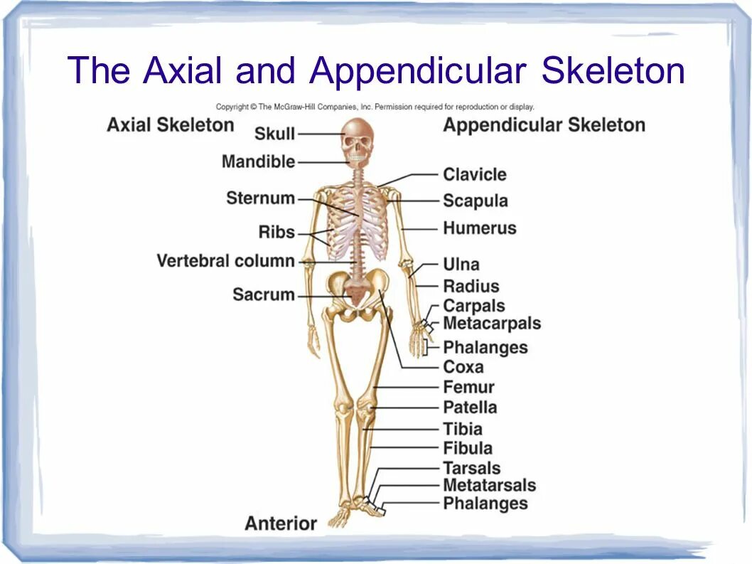 Bone meaning