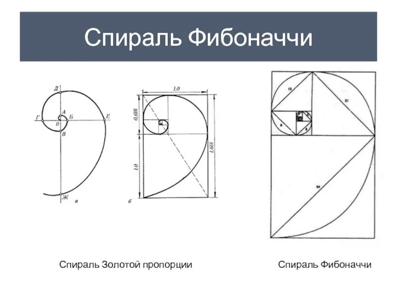 Золотая спираль фибоначчи картины. Пропорция фибоначчи в природе. Соотношение фибоначчи. Формула фибоначчи золотое. Спираль пропорции золотая.