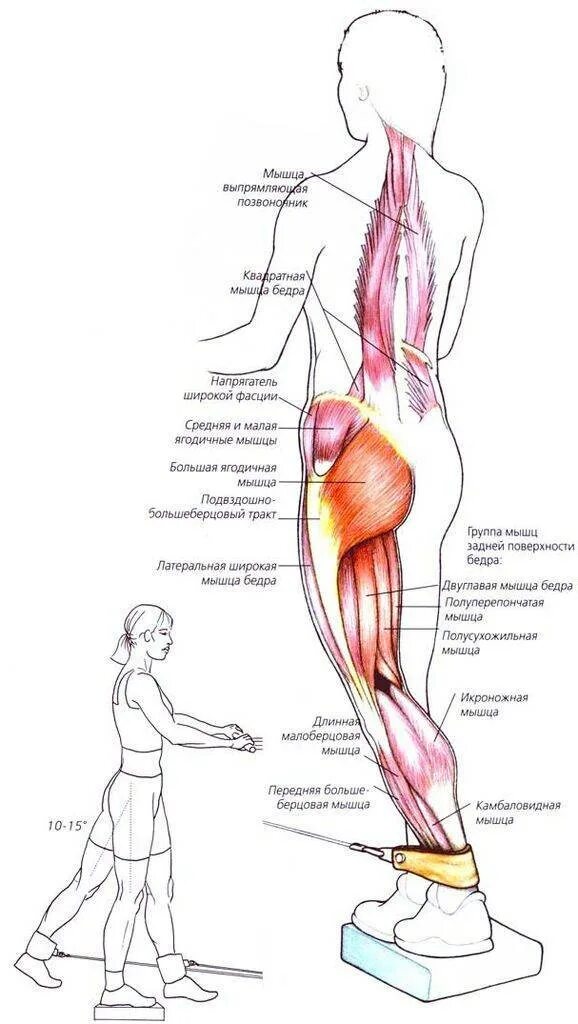 Разгибание бедра мышцы. Средняя ягодичная мышца упражнения. Средняя ягодичная мышца анатомия упражнения. Ягодичные мышцы анатомия упражнения. Упражнения прокачивающие среднюю ягодичную мышцу.