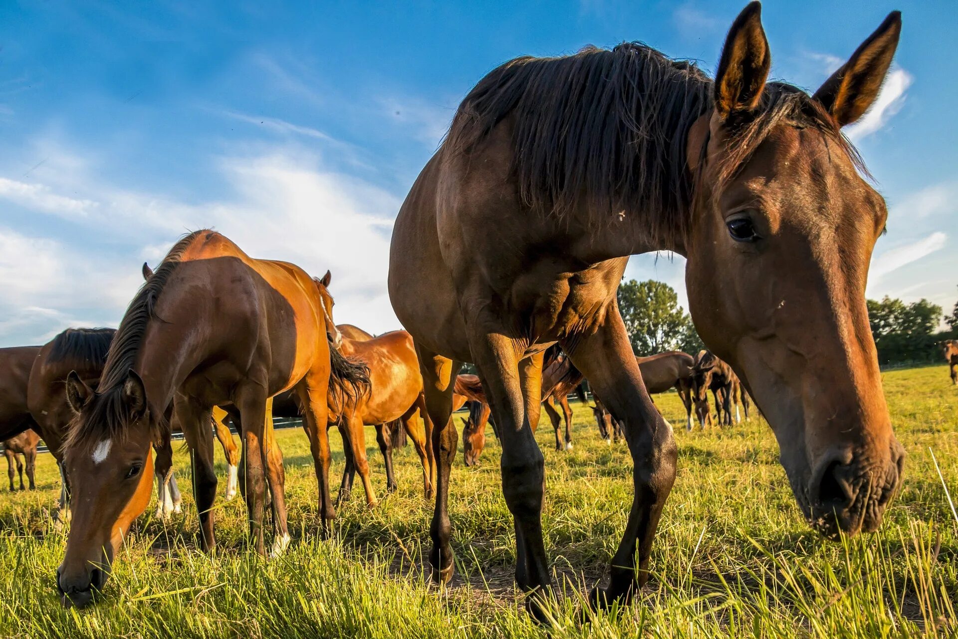 Called horse. Лошадь с жеребенком на лугу. Лошадь в сельском хозяйстве. Лошадь с жеребенком. Дикие лошади в природе.