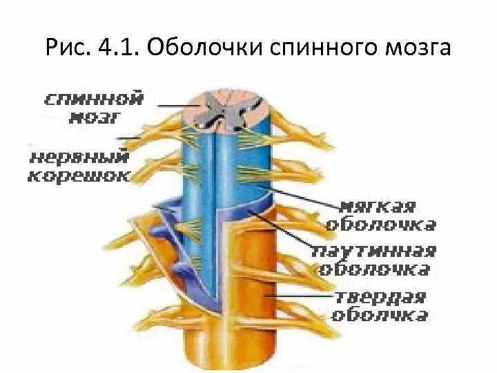 Оболочки и МЕЖОБОЛОЧЕЧНЫЕ пространства спинного мозга. Строение спинного мозга и его оболочек. Перечислите пространства между оболочками спинного мозга. МЕЖОБОЛОЧЕЧНЫЕ пространства спинного мозга.