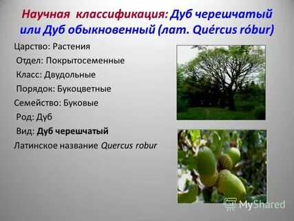 Классификация дуба по биологии