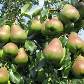 Сорт груши красавица