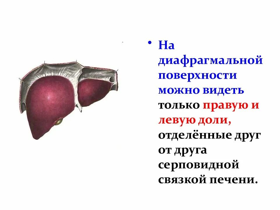 Укажите доли печени. Печень вид спереди диафрагмальная поверхность. Диафрагмальная и висцеральная поверхность печени. Доли диафрагмальной поверхности печени. Строение печени диафрагмальная поверхность.