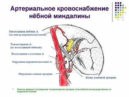 Небная артерия