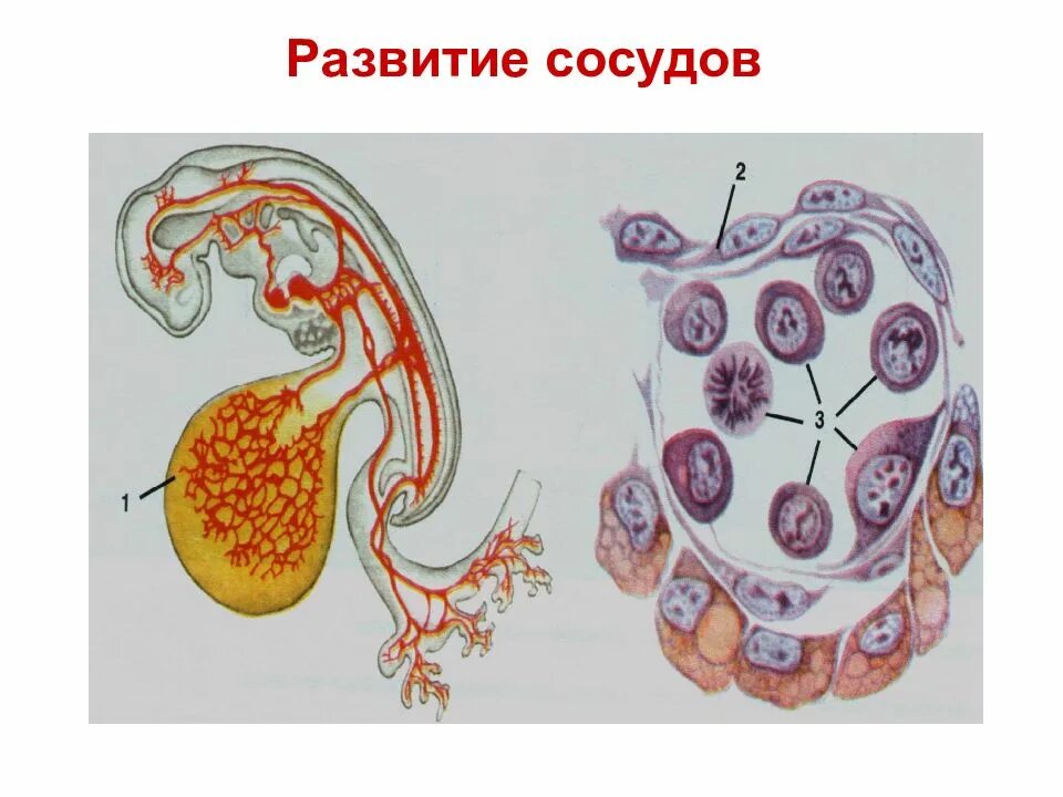 Кровеносный сосуд развивается из. Источники развития кровеносных сосудов. развитие артерий. формирование сосудов у эмбриона. источник эмбрионального развития сосудов.