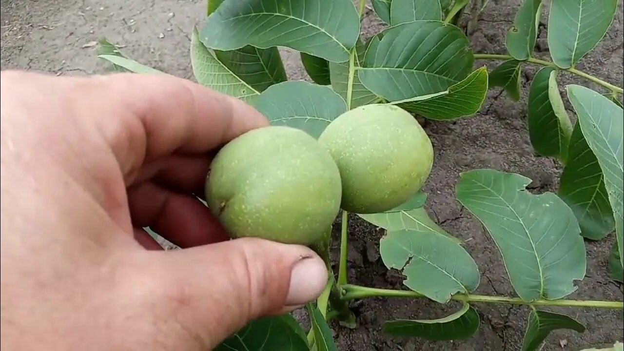 Nozes jovens verdes crescem em uma árvore Variedade Kocherzhenko closeup A nogue