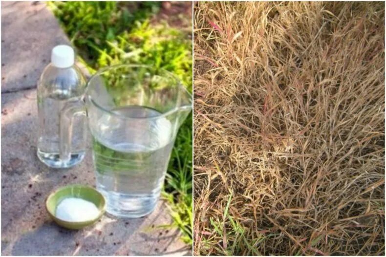 Полить соленой водой. Уксус от сорняков на огороде. Народное средство от сорнека. Домашнее средство от сорняков. Сорняки на участке.