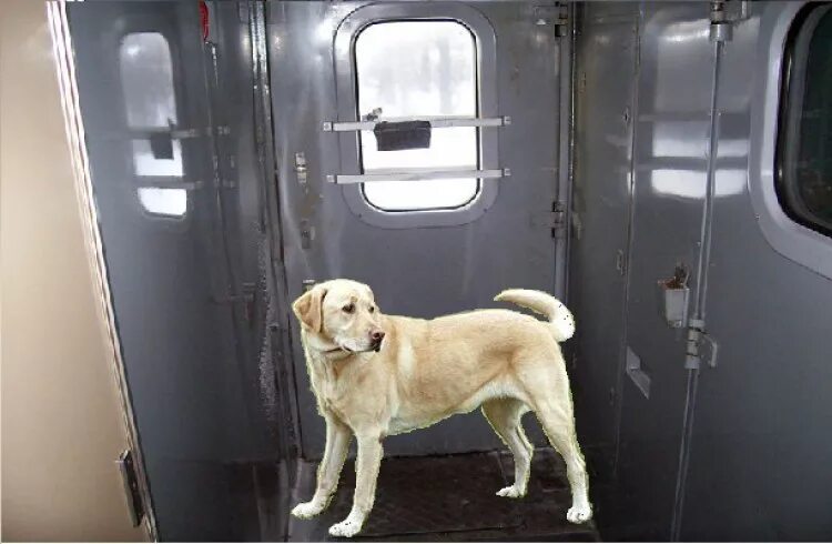 Вагоны для пассажиров с животными. Собака в поезде. Собака в вагоне. Электричка собака. Как провезти собаку в поезде