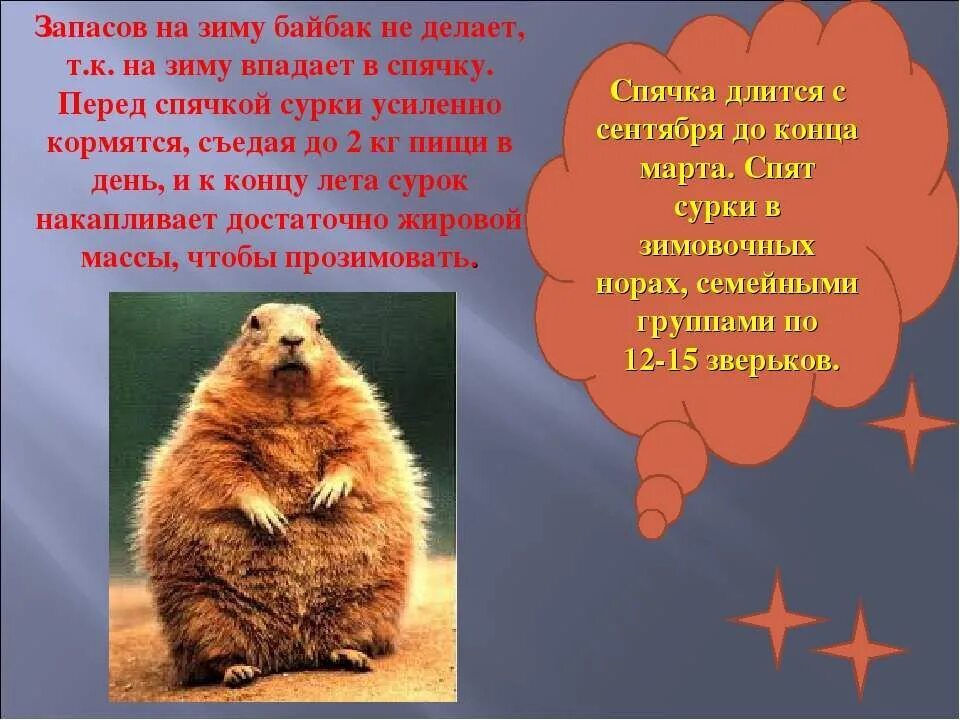 Мне подарили сурка толстого неуклюжего