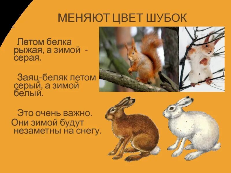 Животные меняют окраску зимой как называется. Белка меняет шубку на зиму. животные что меняют окрас зимой. заяц меняет окраску к зиме. белки меняют окраску к зиме.