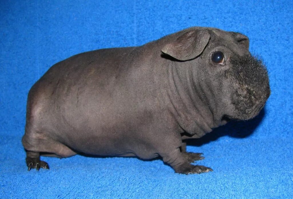 сколько живут морские свинки скинни. морская свинка скинни бегемотик. морская свинка скинни пятнистая. морская свинка болдуин. сколько живут морские свинки скинни.