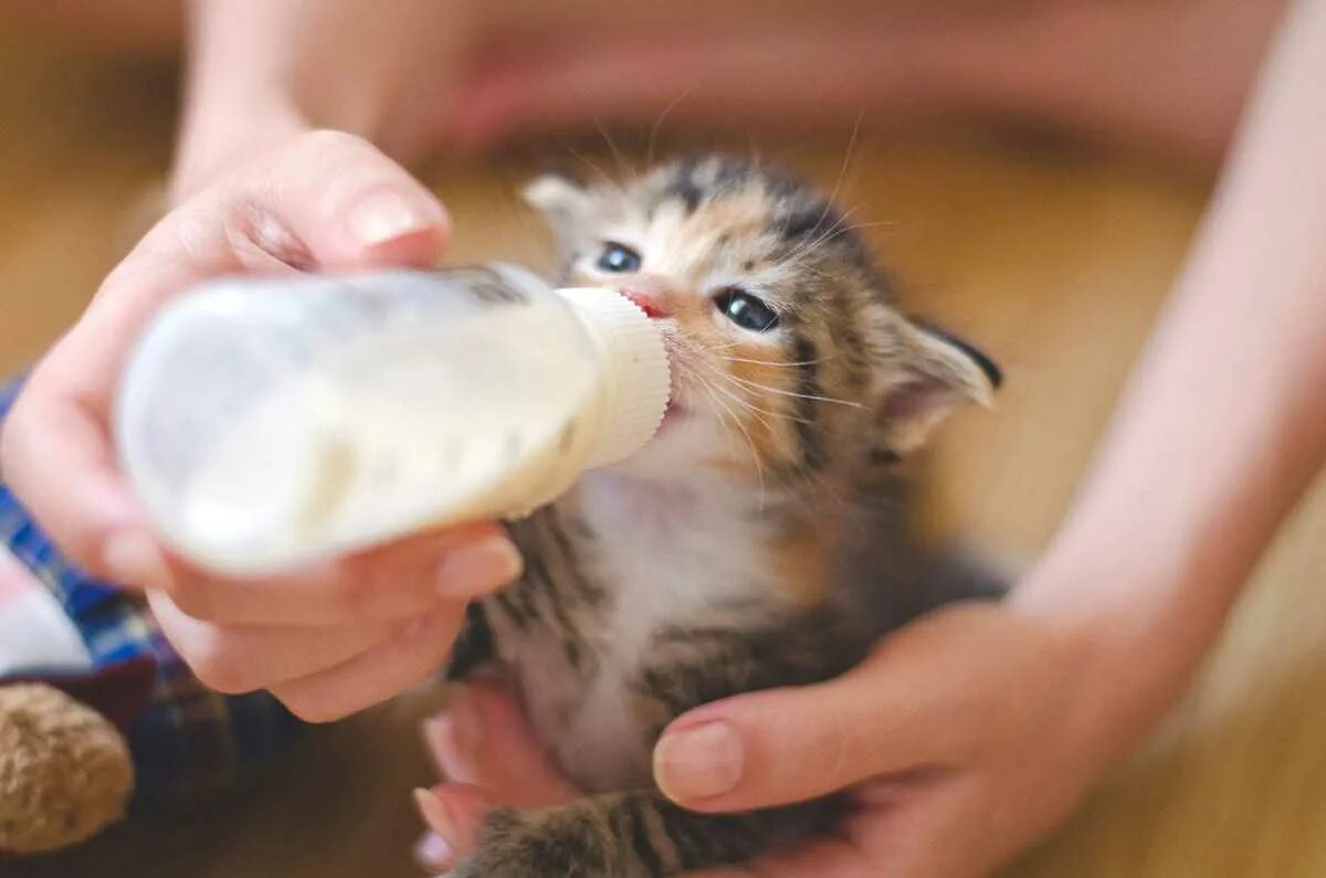 Котенок пьет из бутылочки. Котенок пьет молоко. Кошка пьет молоко. Человек кормит кота. Сонник кормить кошек