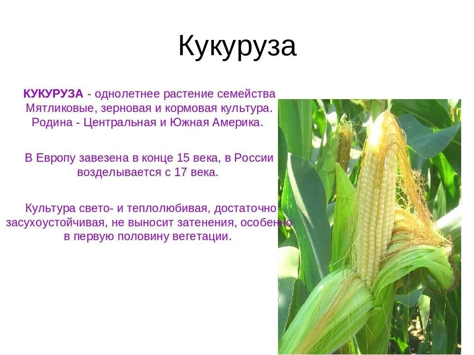 Кукуруза относится к группе. Кукуруза культурное растение. Сообщение о кукурузе. Кукуруза доклад. Кукуруза растение описание.