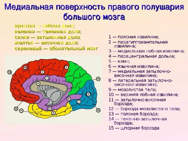 Сколько у человека извилин в головном мозге