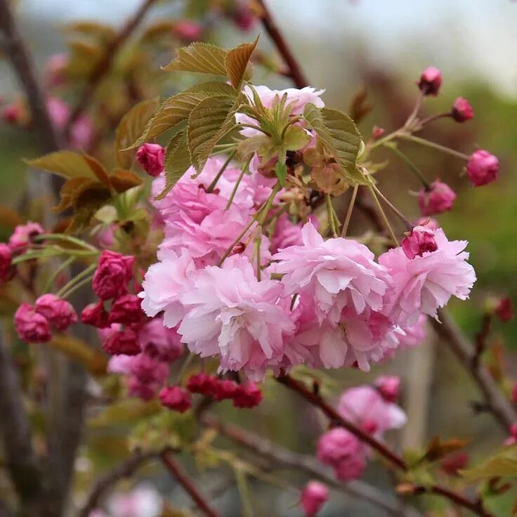 Cherry blossom купить. Вишня мелкопильчатая Сакура. Сакура (вишня мелкопильчатая) Amanogawa. Вишня Сакура Пинк Перфекшн. Сакура (миндаль, вишня декоративная) Пинк Перфекшн.