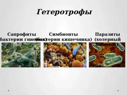 Разлагающие бактерии