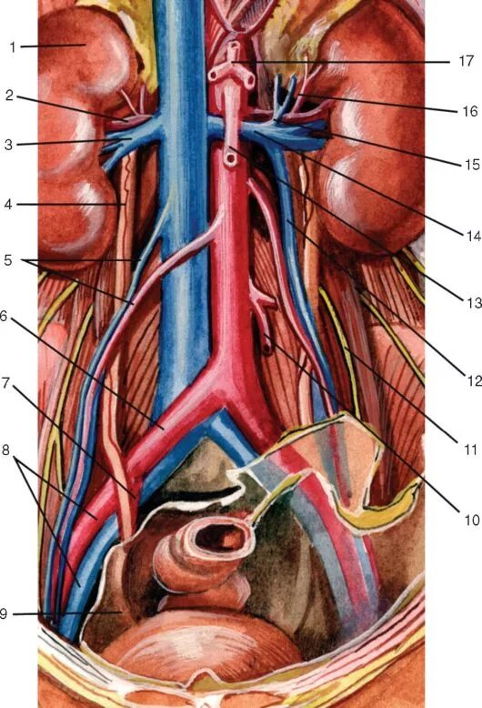 почки забрюшинное пространство. ретроперитонеальное пространство почки. брюшная полость и забрюшинное пространство анатомия. надпочечники органы забрюшинного пространства. забрюшинное пространство фасции и клетчаточные промежутки.
