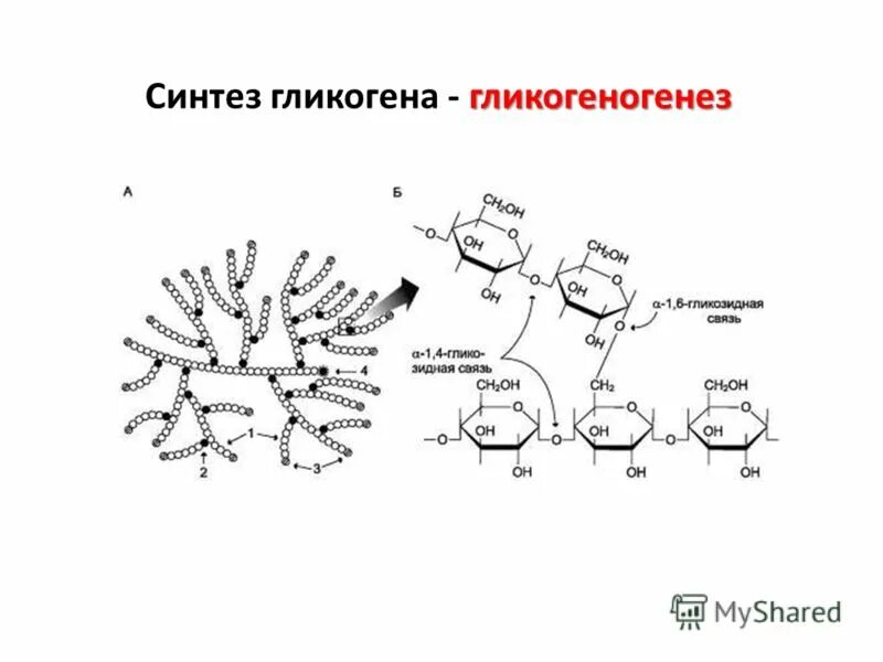 Строение гликогена биохимия. Общая схема синтеза гликогена. Схема превращения гликогена в глюкозу. Синтез и распад гликогена.