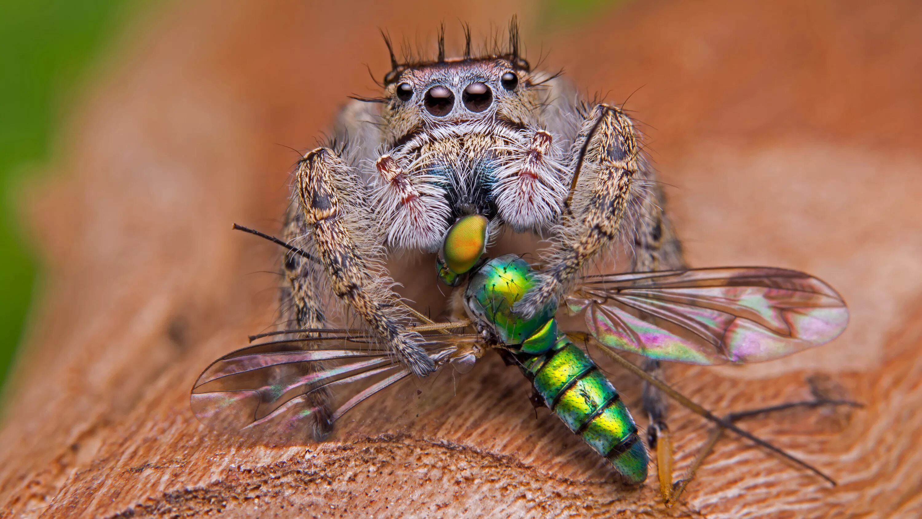 Мухи поедают. Паук скакун паутина. Phidippus Audax. Phidippus Regius. Паук ест муху.