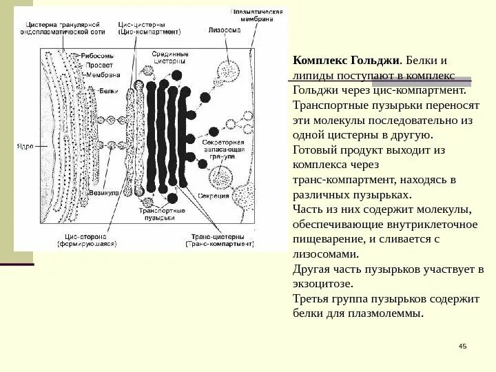 Транспортные пузырьки. Взаимодействие ЭПС И аппарата Гольджи. Везикула Гольджи. Комплекс Гольджи гистология препарат. Транспорт белков в аппарат Гольджи.