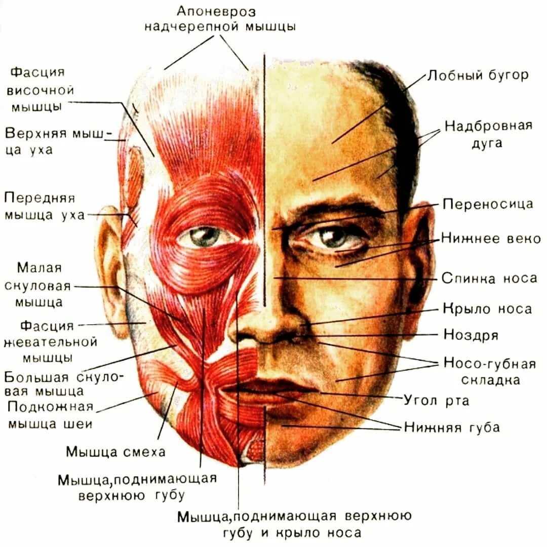 Лицо строение фото