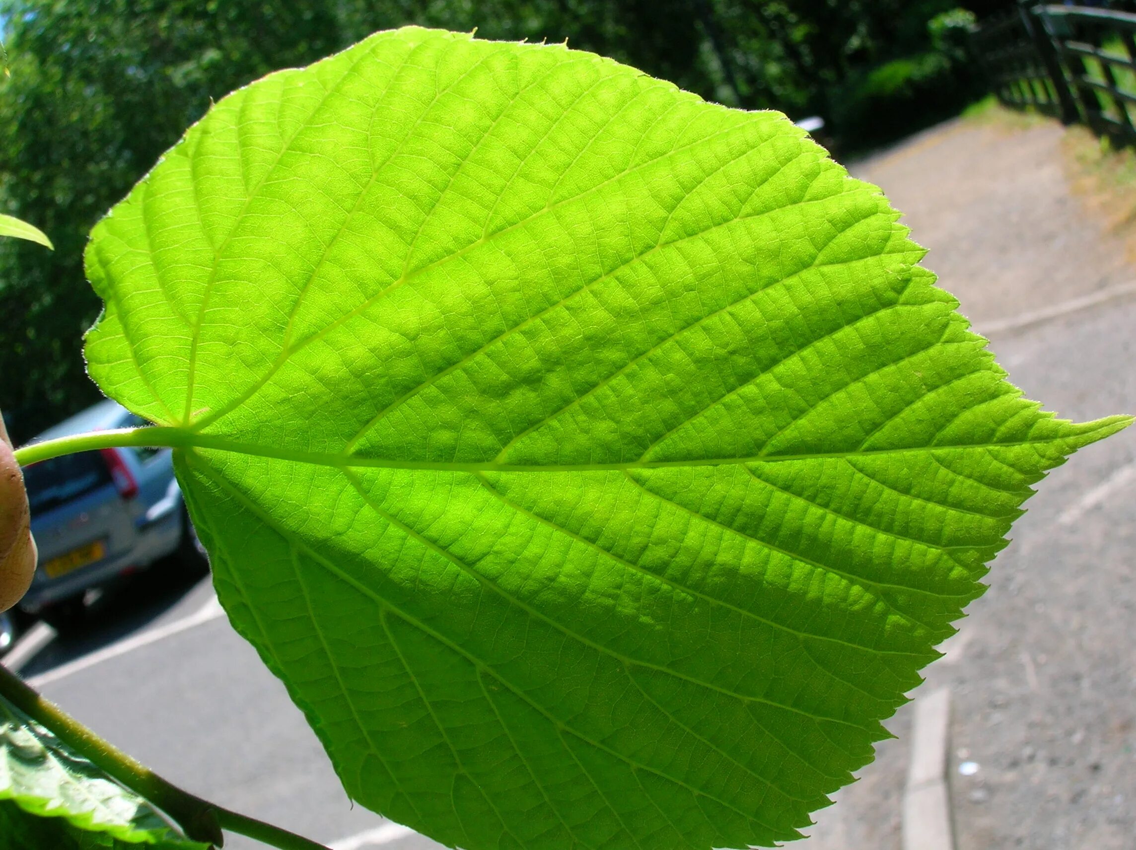 Дерево с огромными листьями. Tilia cordata Leaf. Липа мелколистная лист. Липа сердцевидная (т. cordata). Липа маньчжурская лист.