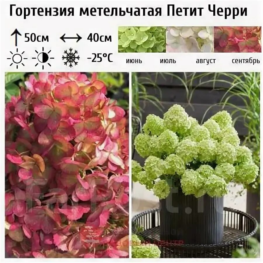 Гортензия метельчатая Петит Флори