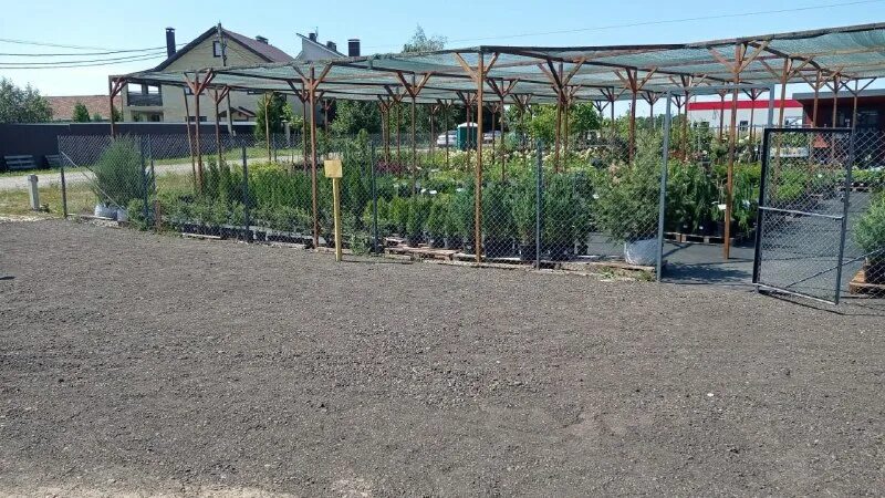 сады беловых воронеж