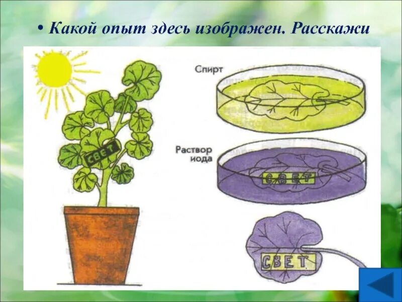 Какая ботаническая наука изучает процесс испарения. Эксперимент по фотосинтезу. Опыты по фотосинтезу. Опыты по биологии. Фотосинтез 6 класс биология.