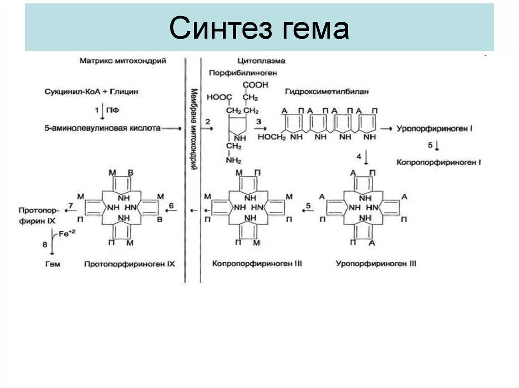 Синтез гему. Синтез гема биохимия схема. Схема реакций синтеза гема. Синтеза гема место протекания процесса. Общая схема синтеза гема место протекания.