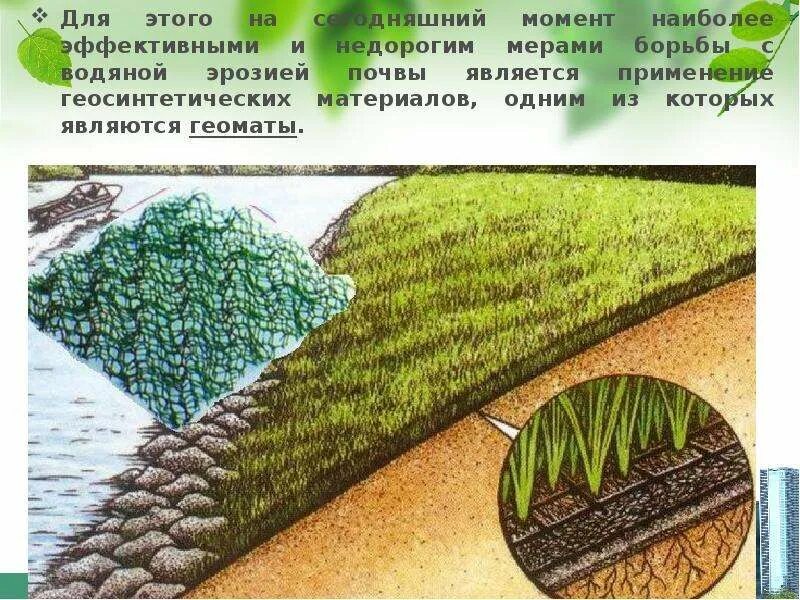 Растения укрепляющие почву. Борьба с эрозией почв. растения для укрепления склона оврага. меры по защите почв от эрозии. защита почвы от водной эрозии.
